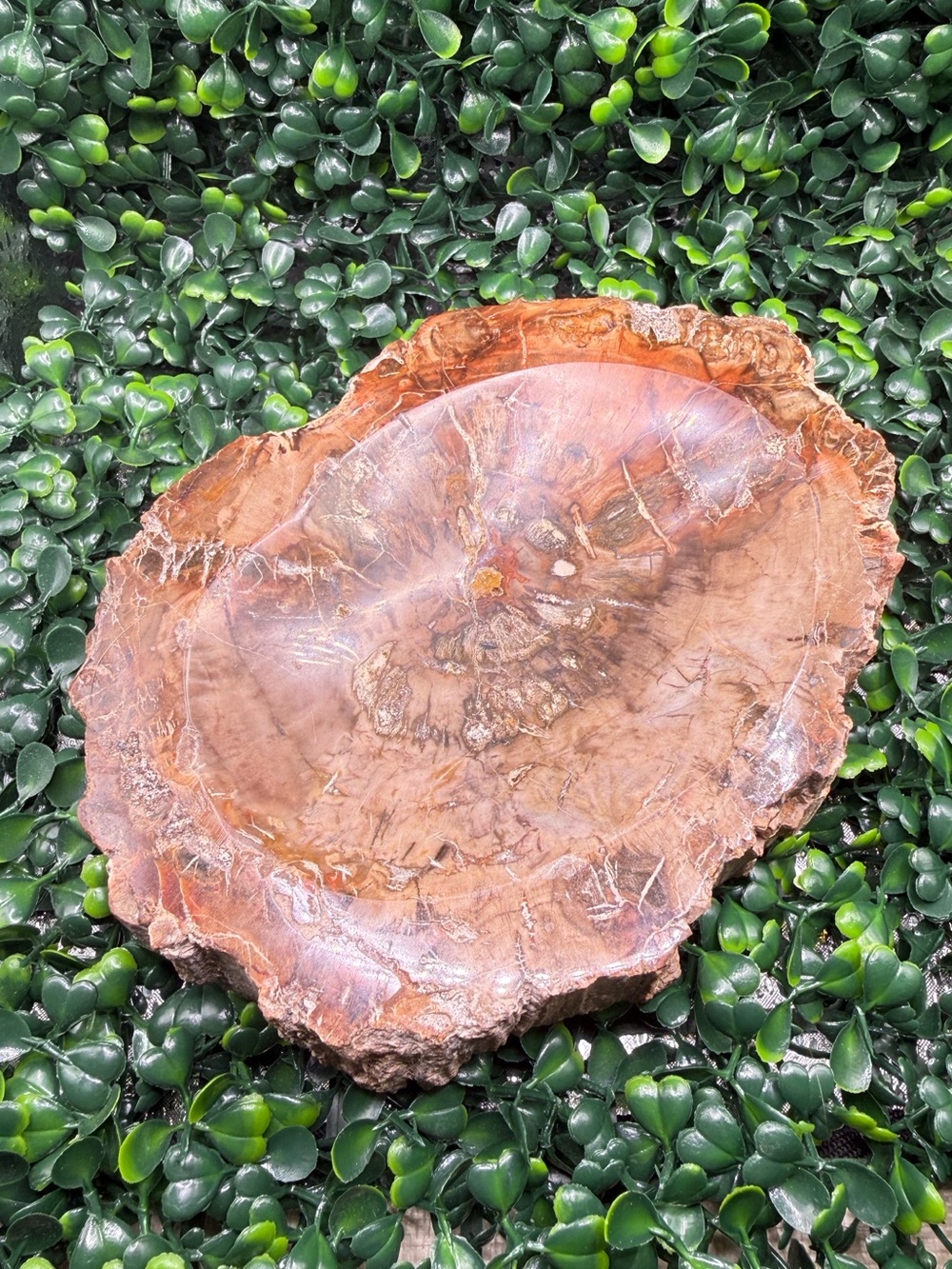 Large Petrified Wood Bowl